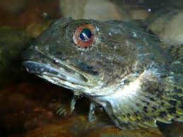 Image result for Myoxocephalus scorpius