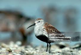 Attēlu rezultāti vaicājumam “Calidris”