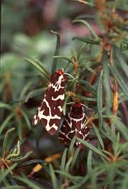 Attēlu rezultāti vaicājumam “Arctia caja imago”