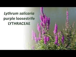 Attēlu rezultāti vaicājumam “Lythrum salicaria fruit”