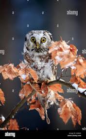 Attēlu rezultāti vaicājumam “Aegolius funereus adult”