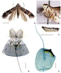Attēlu rezultāti vaicājumam “Elachistidae”