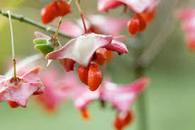 Attēlu rezultāti vaicājumam “Euonymus europaeus flower”