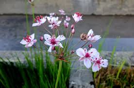 Attēlu rezultāti vaicājumam “Butomaceae”
