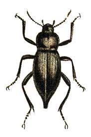 Attēlu rezultāti vaicājumam “Blaps mortisaga”