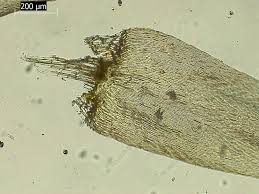 Attēlu rezultāti vaicājumam “Calliergonella cuspidata”