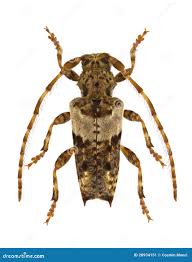 Attēlu rezultāti vaicājumam “Pogonocherus hispidulus”