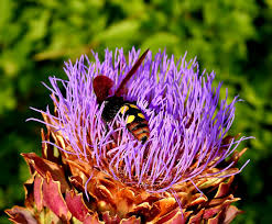 Attēlu rezultāti vaicājumam “Anania stachydalis”