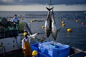 Image result for giant tuna