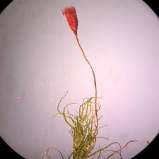 Attēlu rezultāti vaicājumam “Dicranella crispa”