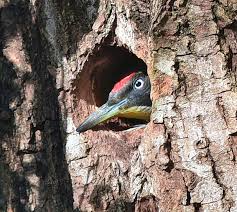 Attēlu rezultāti vaicājumam “Picus viridis nest”