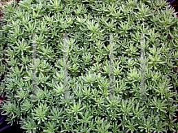 Attēlu rezultāti vaicājumam “Sedum pallidum bud”