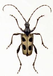 Attēlu rezultāti vaicājumam “Pachyta quadrimaculata”