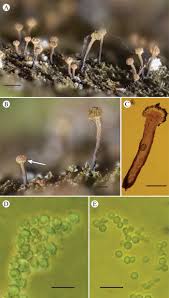 Attēlu rezultāti vaicājumam “Chaenotheca phaeocephala”