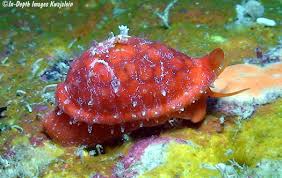 Attēlu rezultāti vaicājumam “Cribraria atrofusca macro”