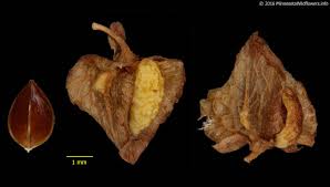 Attēlu rezultāti vaicājumam “Rumex crispus fruit”