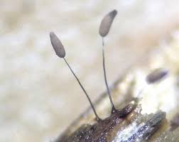 Attēlu rezultāti vaicājumam “Clastoderma debaryanum macro”