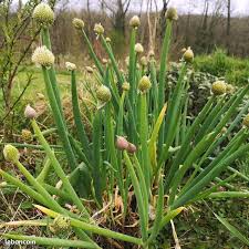 Résultat de recherche d'images pour "Allium fistulosum"