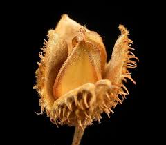 Attēlu rezultāti vaicājumam “Fagus sylvatica fruit”