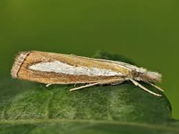 Attēlu rezultāti vaicājumam “Catoptria margaritella”