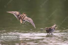 Attēlu rezultāti vaicājumam “Gallinago gallinago”
