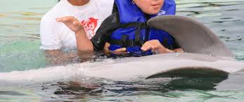 Image result for Dolphins Sheltered & Disabled Swim Club