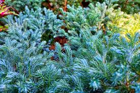 Attēlu rezultāti vaicājumam “Juniperus communis male flower”