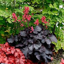 Image result for Heuchera Metallica