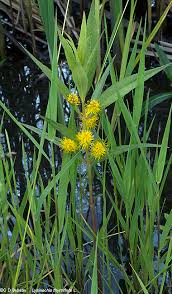Attēlu rezultāti vaicājumam “Lysimachia thyrsiflora”