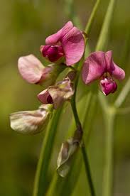 Attēlu rezultāti vaicājumam “Lathyrus sylvestris leaf”