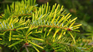 Attēlu rezultāti vaicājumam “Abies veitchii”