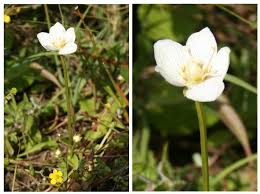 Attēlu rezultāti vaicājumam “Parnassia palustris fruit”