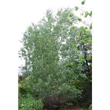 Attēlu rezultāti vaicājumam “Salix alba var. sericea”