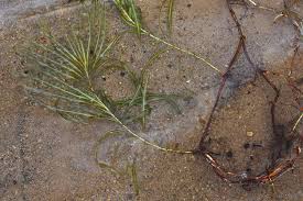 Attēlu rezultāti vaicājumam “Potamogeton rutilus”