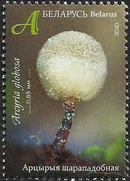 Attēlu rezultāti vaicājumam “Arcyria globosa”