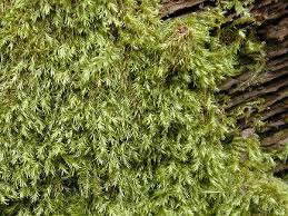 Attēlu rezultāti vaicājumam “Plagiothecium denticulatum”