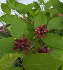 Attēlu rezultāti vaicājumam “Calycanthus floridus”