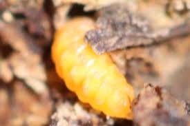 Attēlu rezultāti vaicājumam “Lasioptera rubi”