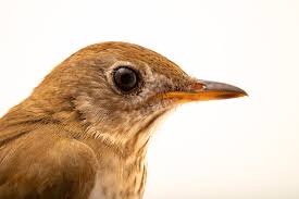 Image result for Catharus fuscescens