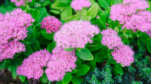 Image result for Chrysanthemum spectabile