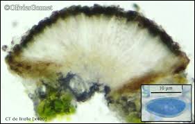 Attēlu rezultāti vaicājumam “Xylographa paralella”