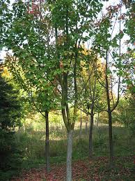 Attēlu rezultāti vaicājumam “Acer rufinerve flower”
