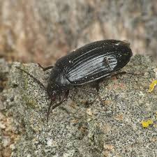 Attēlu rezultāti vaicājumam “Prionychus ater”