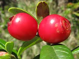 Attēlu rezultāti vaicājumam “Vaccinium vitis-idaea”