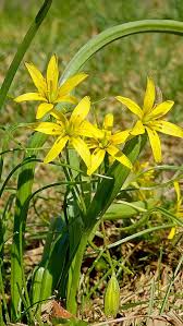 Attēlu rezultāti vaicājumam “Gagea lutea”