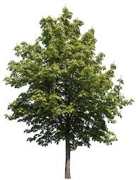 Attēlu rezultāti vaicājumam “Aesculus hippocastanum”