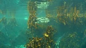 Image result for Chelon richardsonii