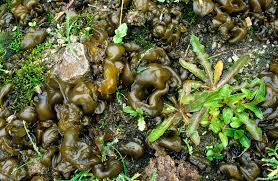 Attēlu rezultāti vaicājumam “Nostoc commune”