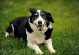 Afbeeldingsresultaat voor honden