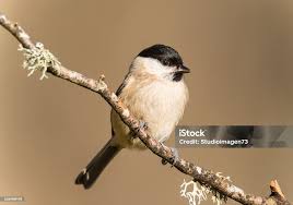 Attēlu rezultāti vaicājumam “Poecile palustris”